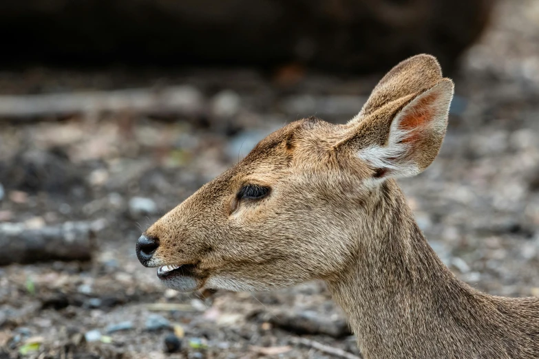 a close up of a deer's face with other animals in the background