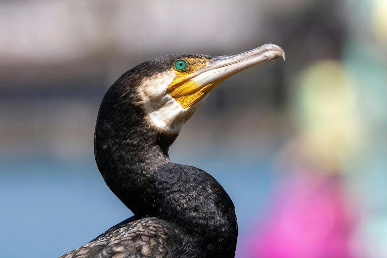 closeup of the yellow beak on the water's surface