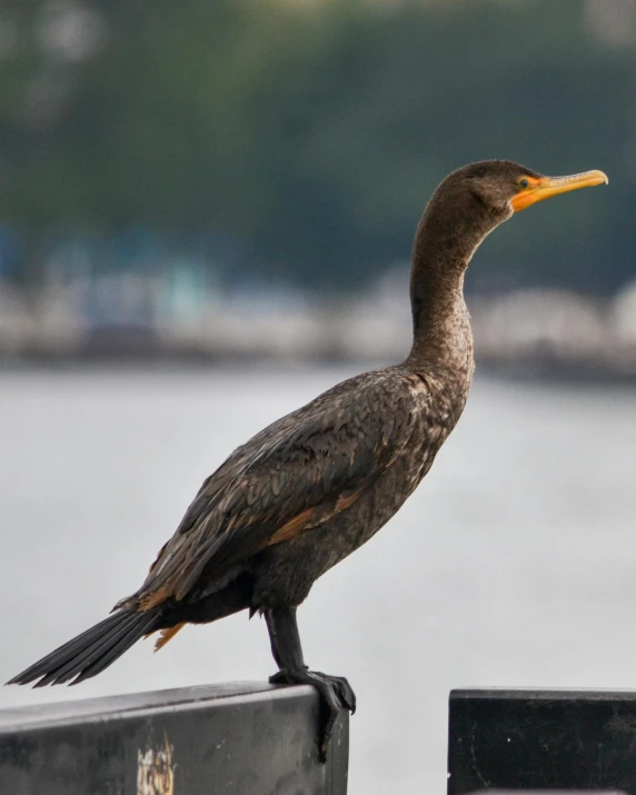 an bird is perched on the post of a bench