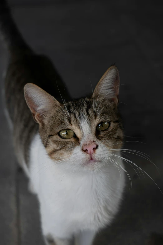 an adult striped cat looking at the camera