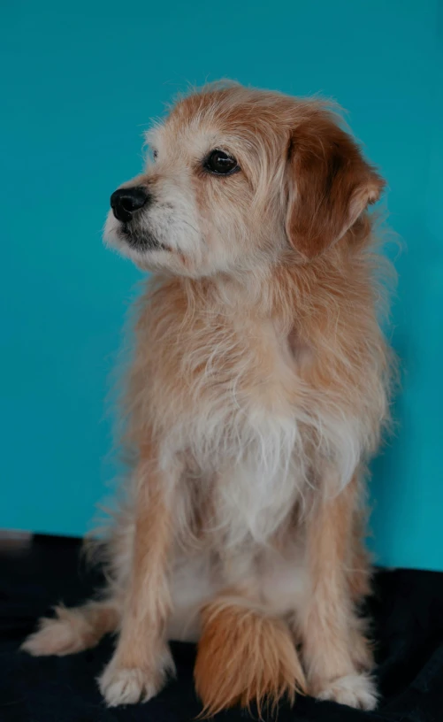 a small white and brown dog sitting on a blanket