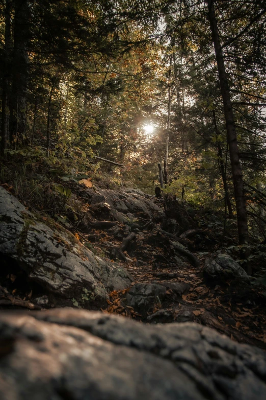 sunlight shining on the ground behind some trees