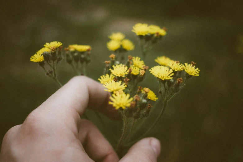 yellow flowers in someones hand that is picking them from the ground