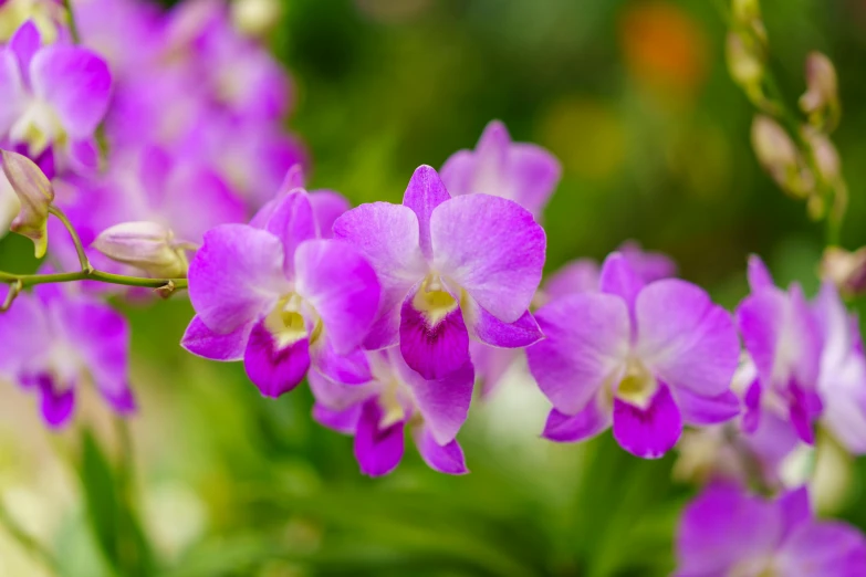 a group of purple orchids with a green background