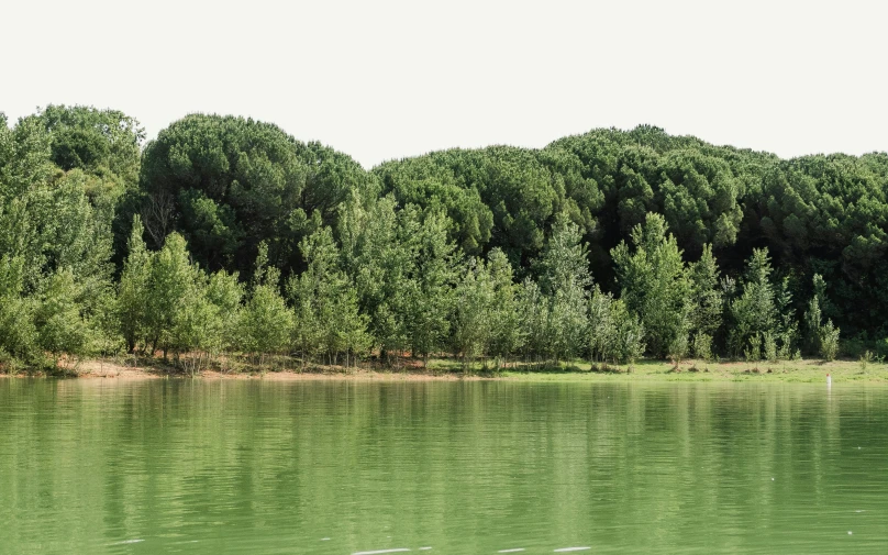 an image of some trees and water in the background