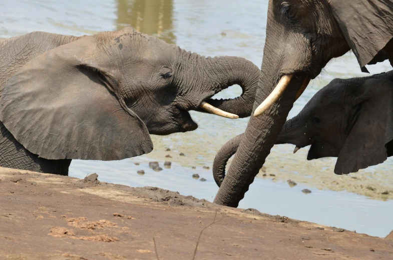 two elephants fight with each other on the water's edge