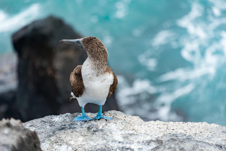 a bird with a brown head and blue legs standing on some rocks