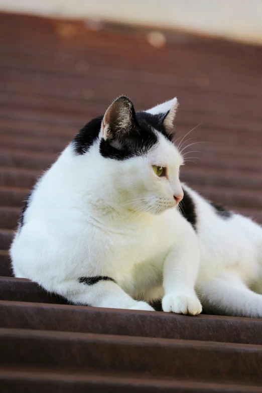 a cat is sitting on top of a wooden floor