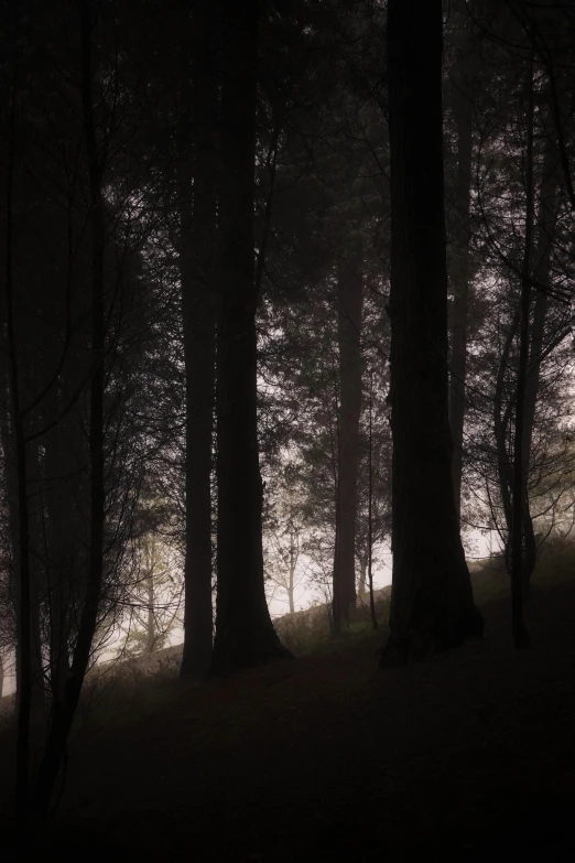 a line of trees sitting in a forest