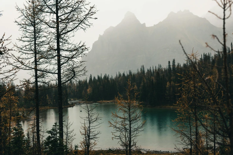 there are two tall trees and mountains behind them