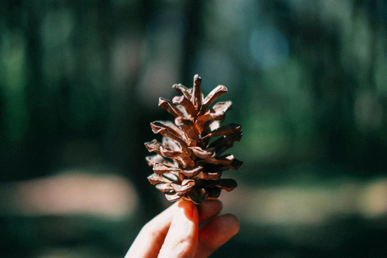 the small pine cone is held in someone's hand