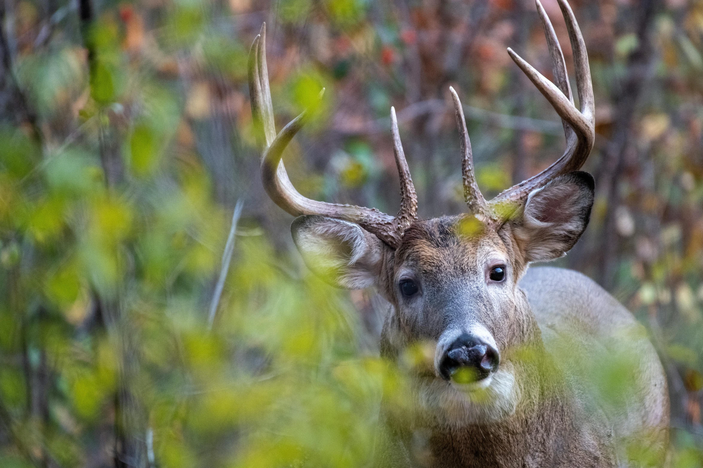 a deer with horns standing on top of a green forest