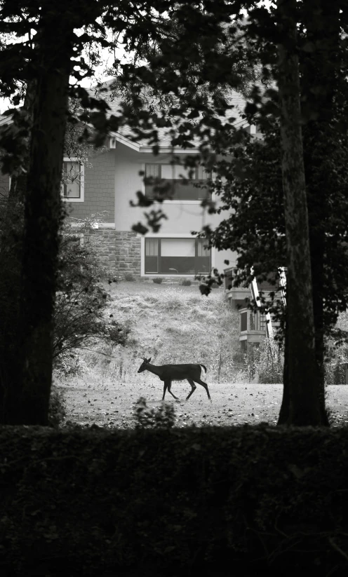 a horse is running through the woods near a building