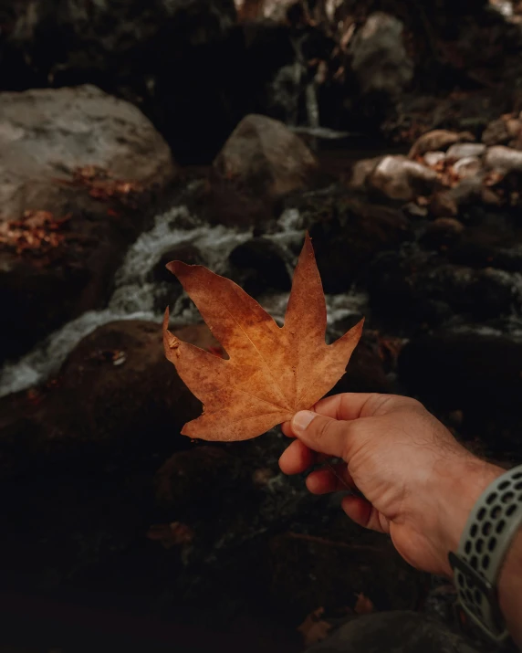 person holding an autumn leaf near water