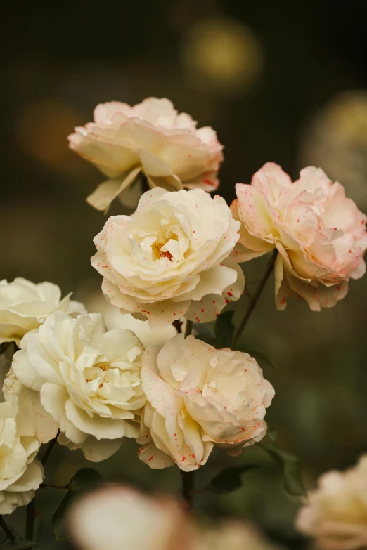 a close up of flowers on a flower nch