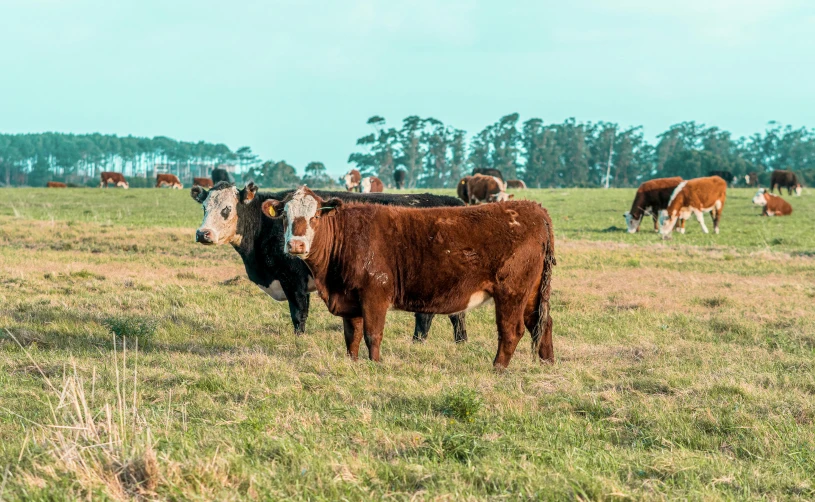 cattle are grazing in an open grassy field