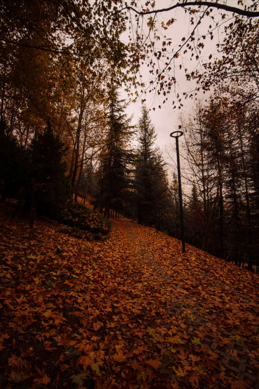 a leaf strewn area in the middle of a park