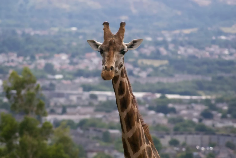 the head and neck of a giraffe as it overlooks a city