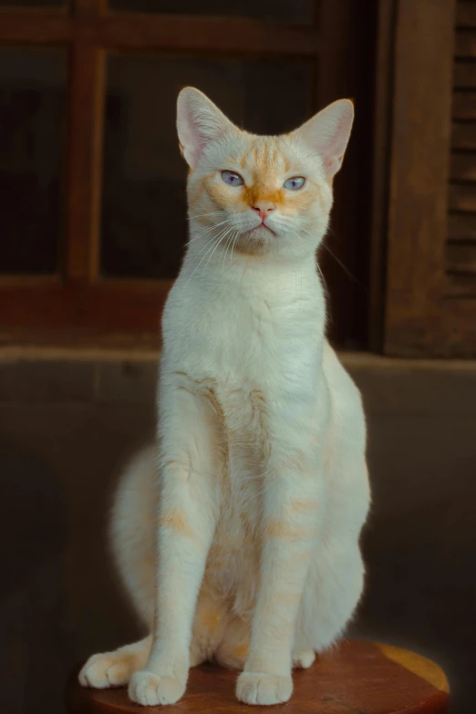 an adorable white kitten on top of a wooden chair