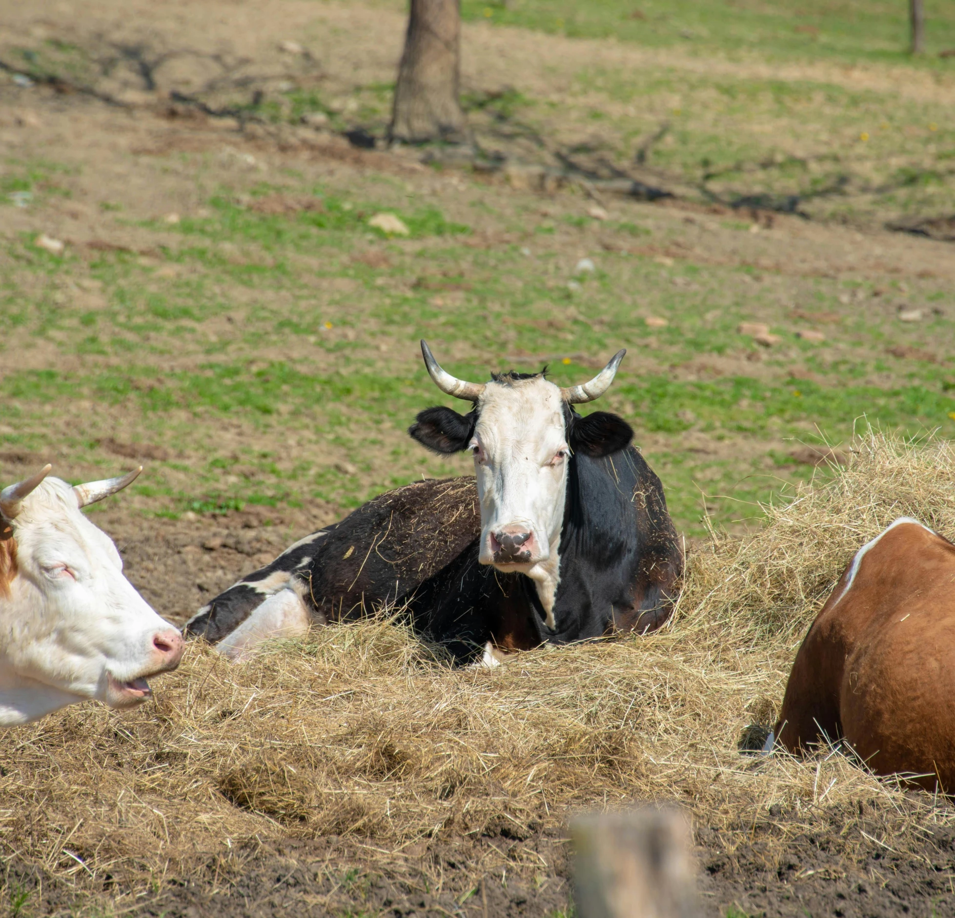 two cows with horns laying in hay on a field