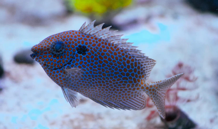 there is a small blue and orange fish in an aquarium