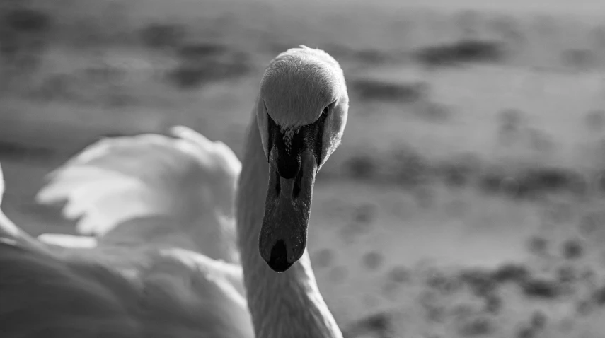 a large swan is standing by itself in black and white