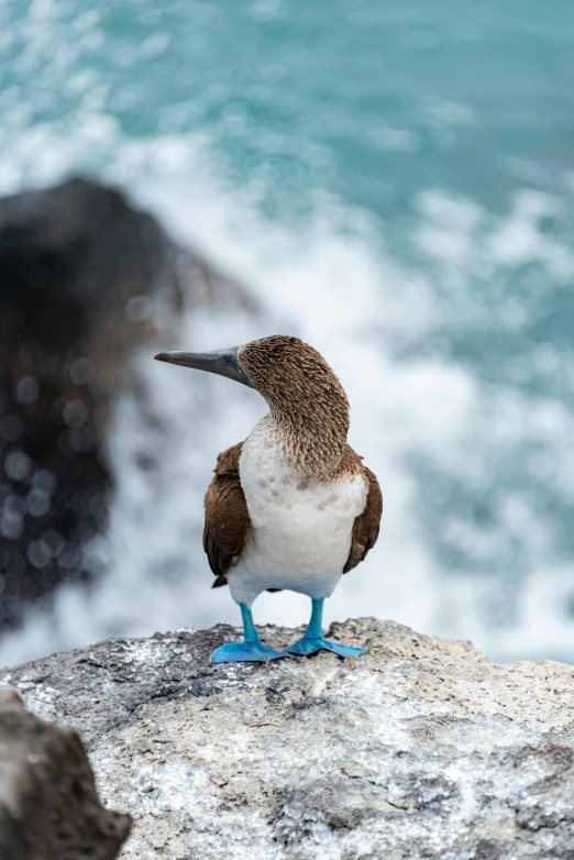 a bird standing on top of a rock next to the ocean