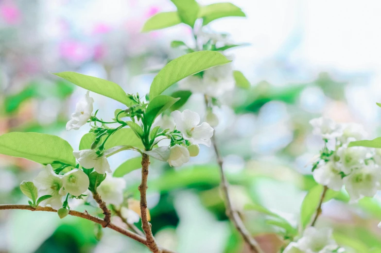 nch with flowers that have green leaves