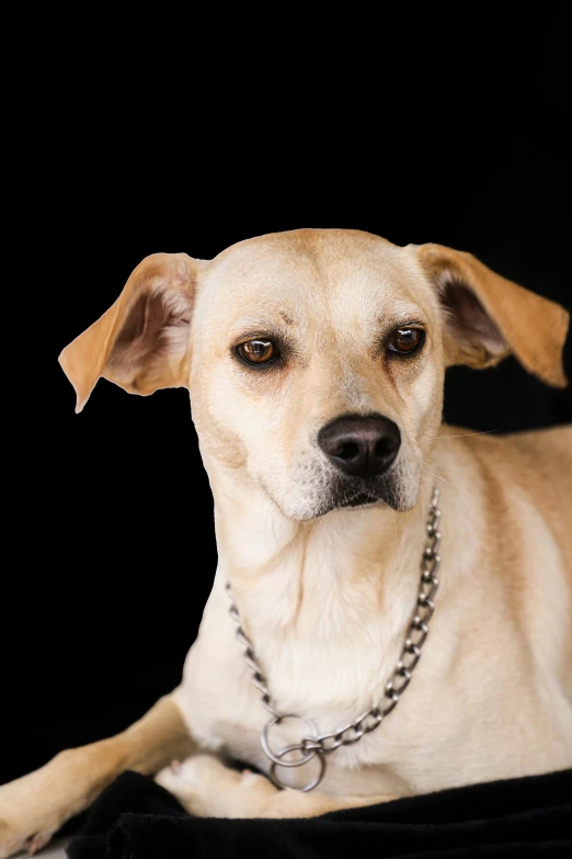 a white dog has big eyes and chains on it