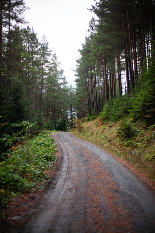 a dirt road through a forest with tall trees