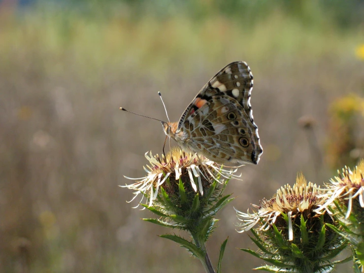 a white erfly sits on a flower with long yellow stems