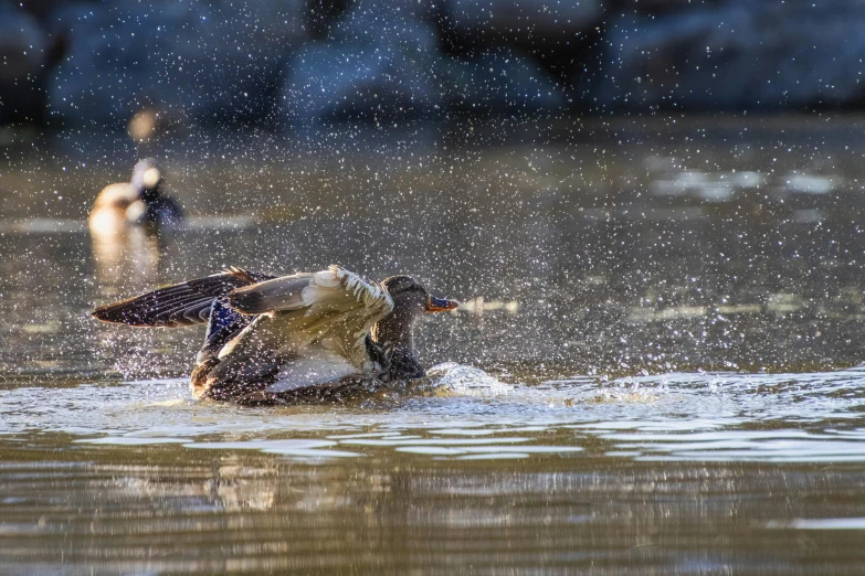 two ducks on the water, splashing around in rain