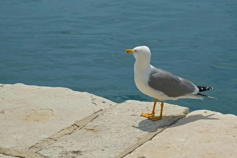 there is a seagull standing on concrete near water