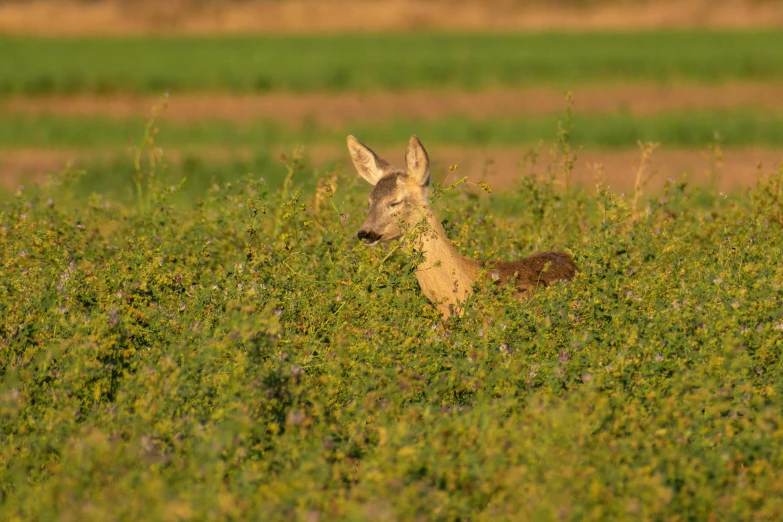 a large deer laying down in the grass