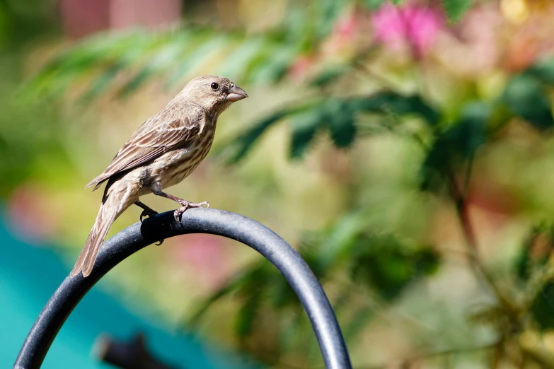 a bird is sitting on top of a rail