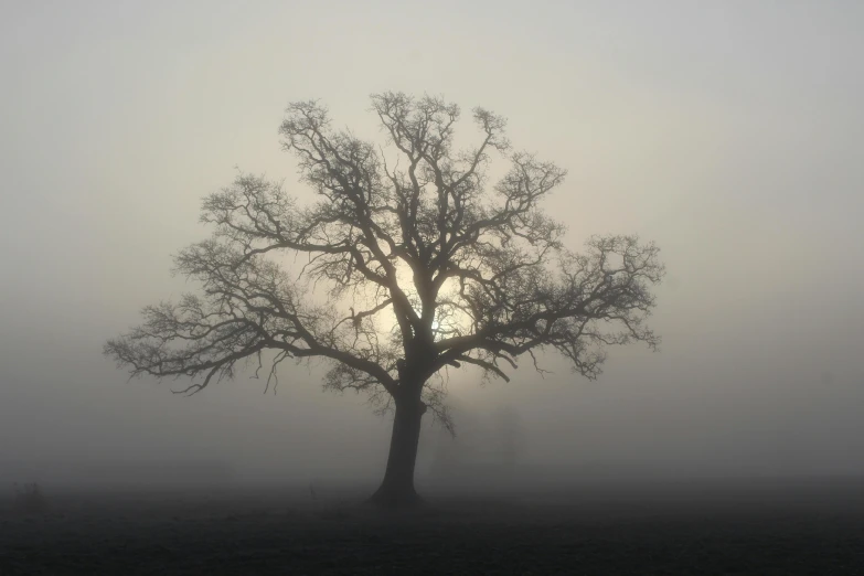 this is an image of a tree in the fog