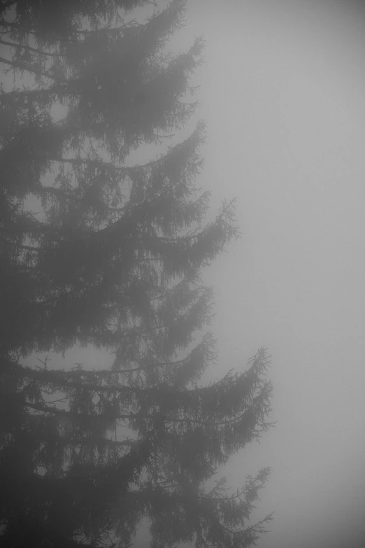 a black and white po of trees in the fog