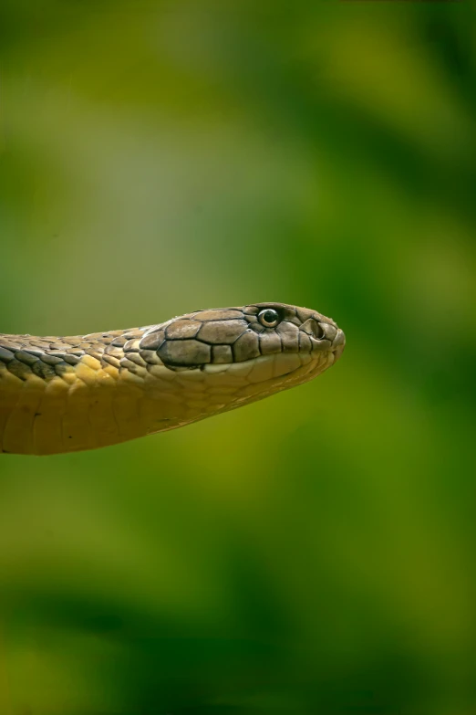 an orange and black snake on a nch