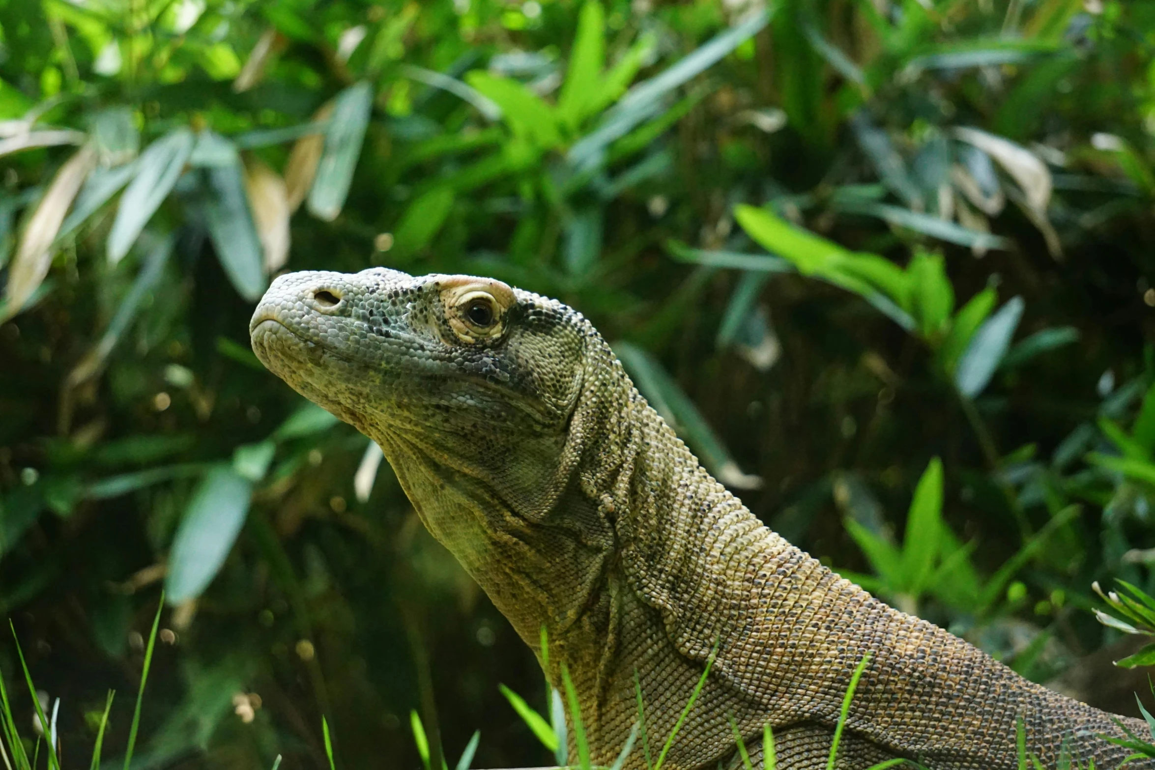 a monitor lizard that is sitting in some grass