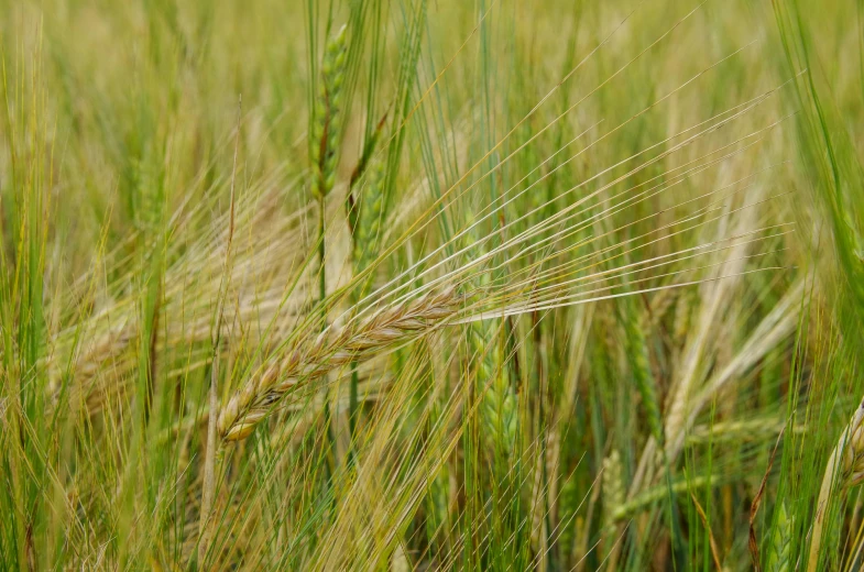 a close up of a stalk of green grass