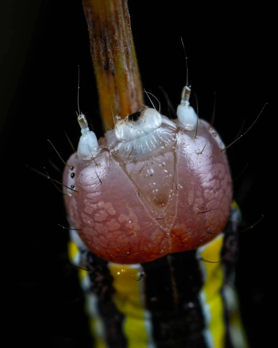 the underside of a flower with water on it