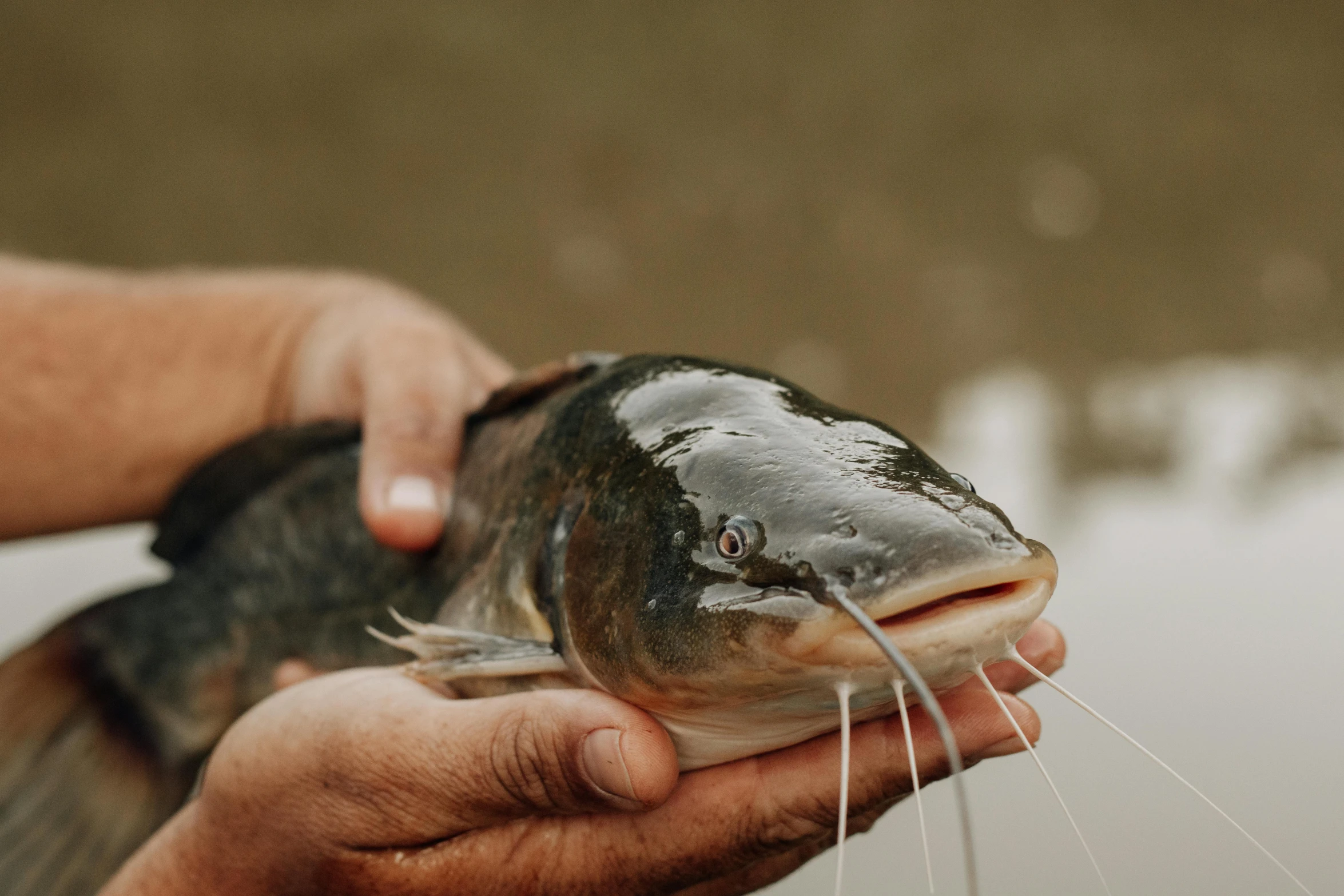 a person holds a fish on a surface