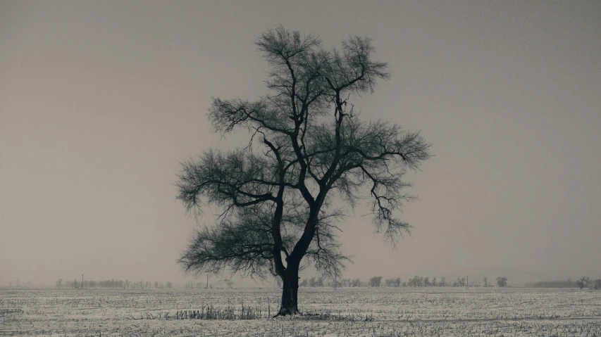 a lone tree in an open field on a snowy day