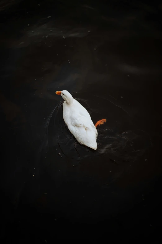 a single white duck floating on top of dark water