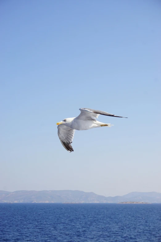 there is a bird flying over the water