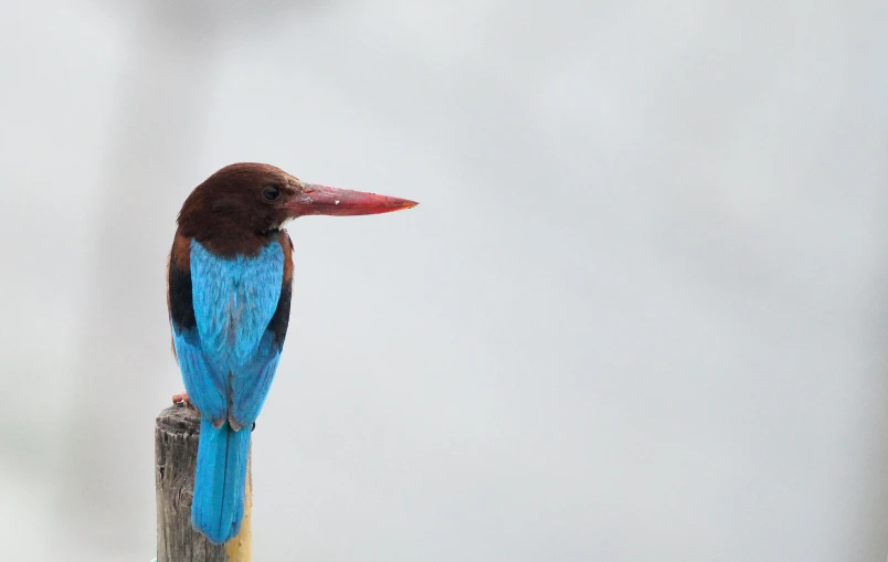 a colorful blue and brown bird is on top of a wooden pole