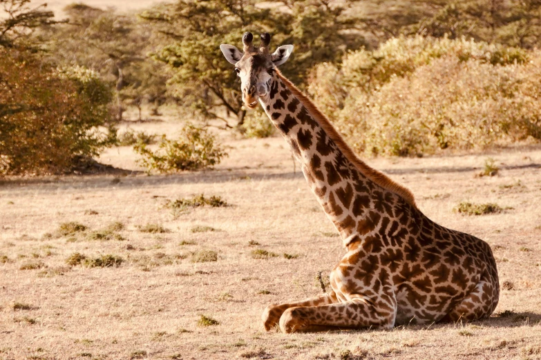 a very cute giraffe sitting in a field