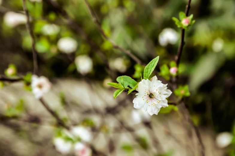 flowers with green leaves and stems growing on a tree