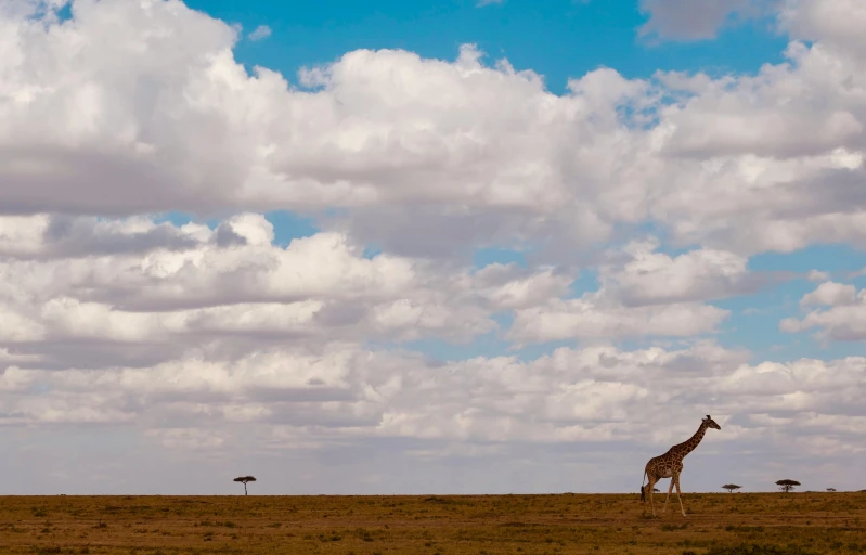 a giraffe standing in the grass during the day