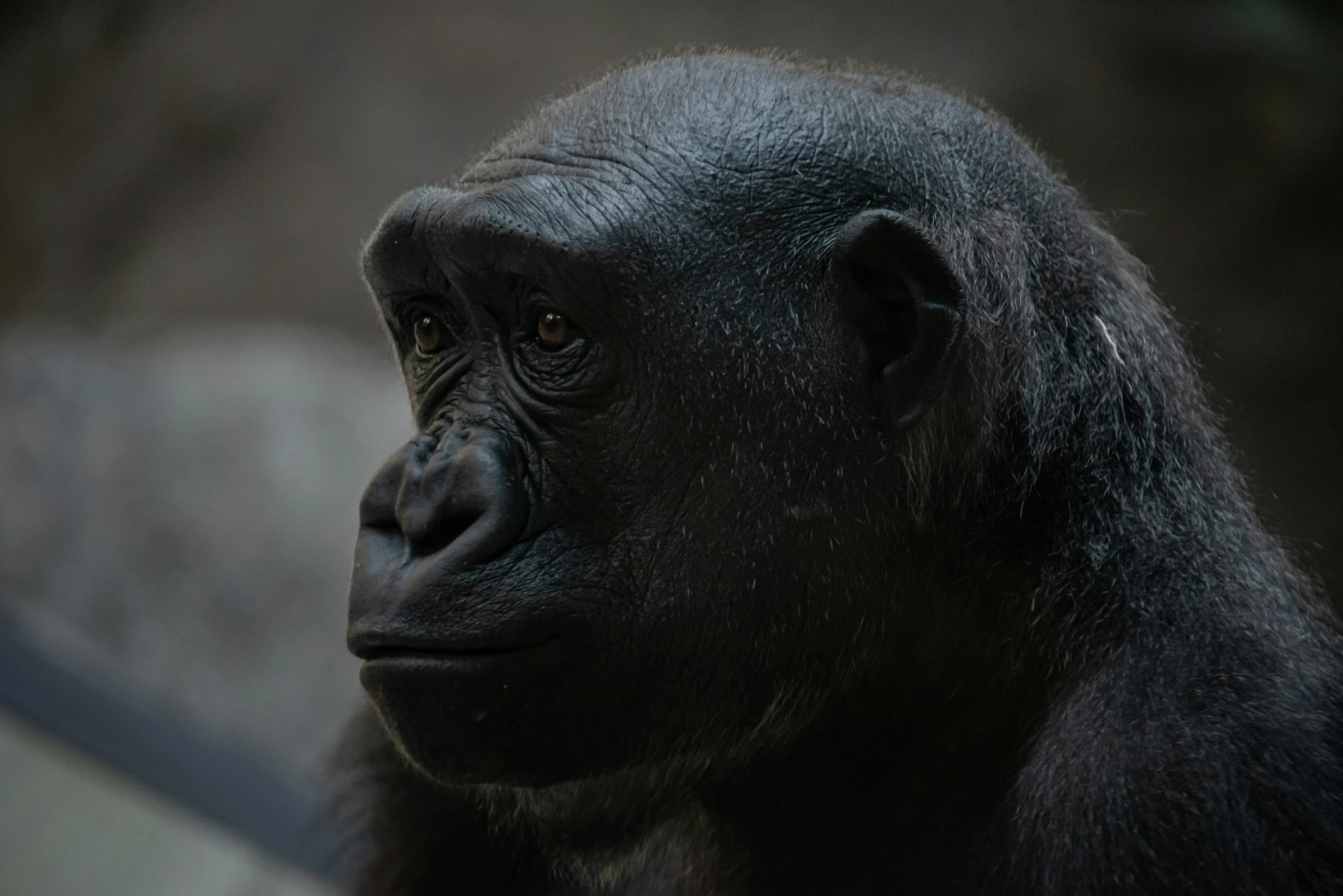 a very large gorilla looking at soing